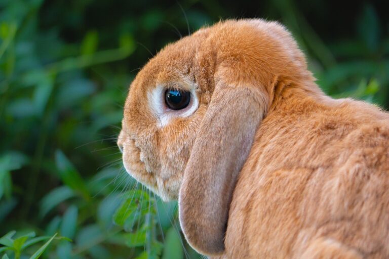 rabbit, easter bunny, easter-7860724.jpg
