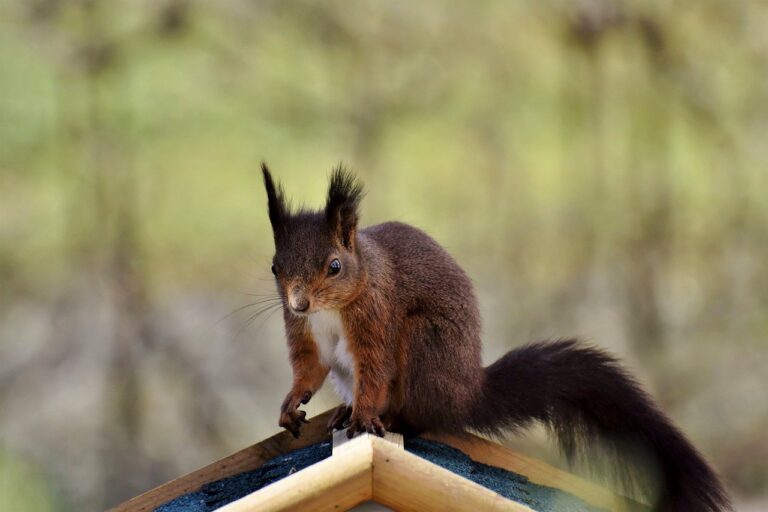 squirrel, rodent, wildlife-7843878.jpg